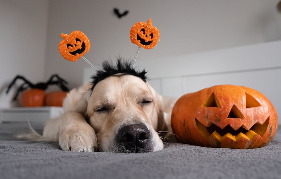 Local Pet Sitter Pumpkin Season – Do Dogs and Cats Like Pumpkin?