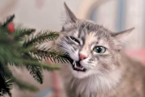 Pet Sitter Holiday Dangers  Should Know
